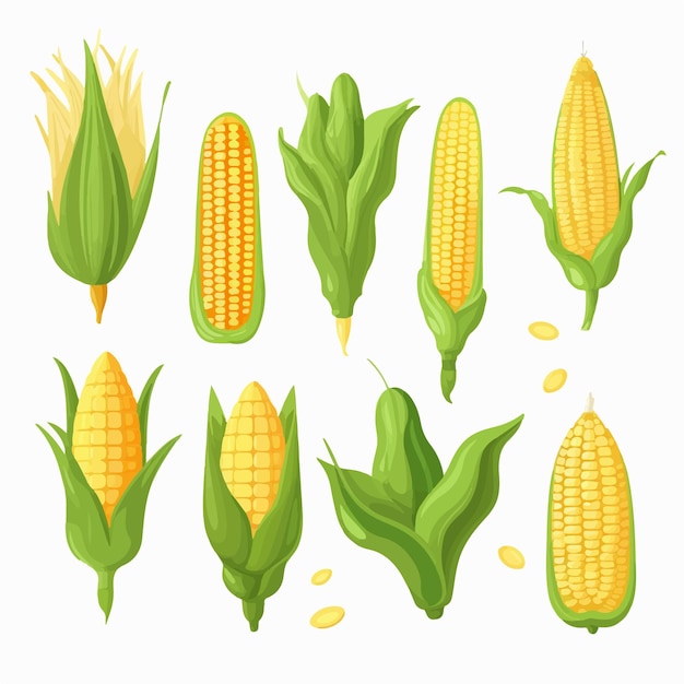 A collection of modern and minimalist Corn vector illustrations