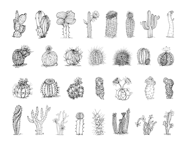 Vector collection of monochrome illustrations of cactuses in sketch style