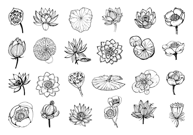 Collection of monochrome illustrations of Lotus in sketch style
