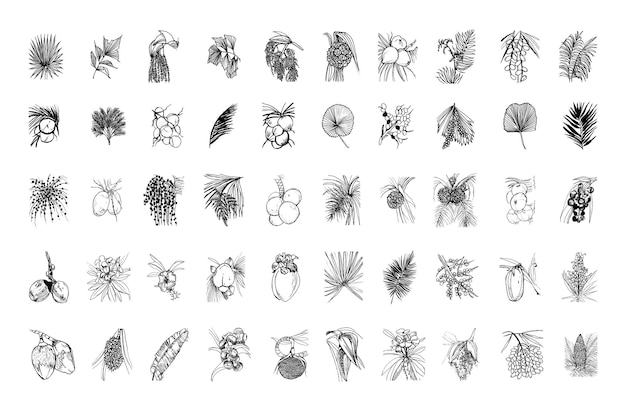 Vector collection of monochrome illustrations of palm trees in sketch style