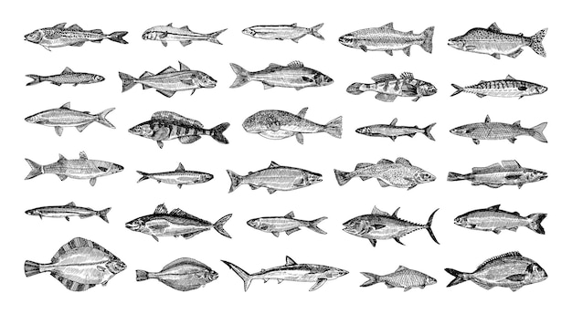 Vector collection of monochrome illustrations of sea fish in sketch style