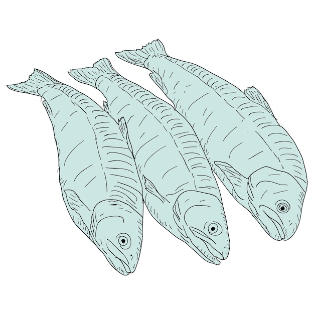 Collection of natural marine fish sketch on white background