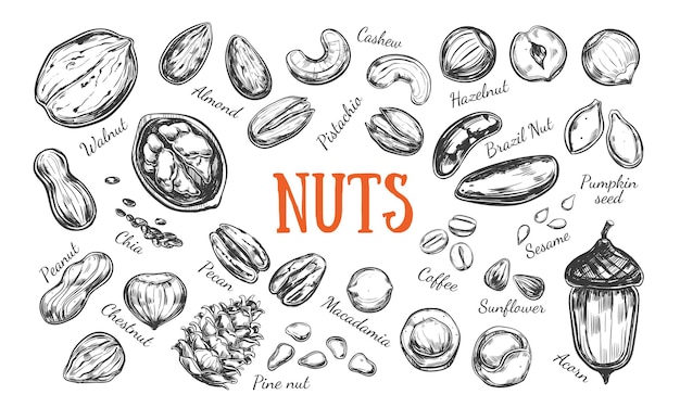 Vector collection of nuts and seeds isolated on white