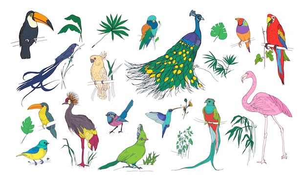 明るい色の羽とジャングルの植物の葉を持つ美しい熱帯のエキゾチックな鳥のコレクション