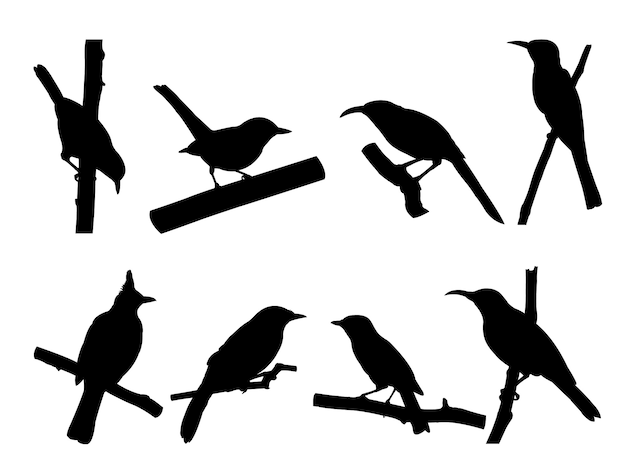 Коллекция птиц на ветке дерева силуэты.