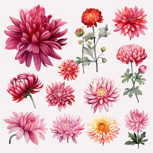 ベクトル 菊の花の水彩クリップアートのコレクション