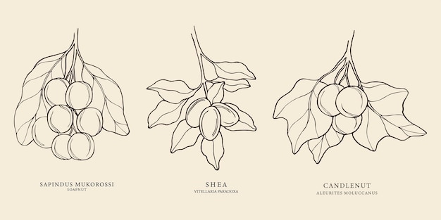 벡터 손으로 그린 화장품 너트 가지 컬렉션