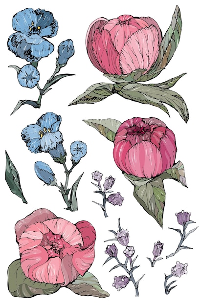 ベクトル 手描きの牡丹の花と植物のベクトル イラストのコレクション