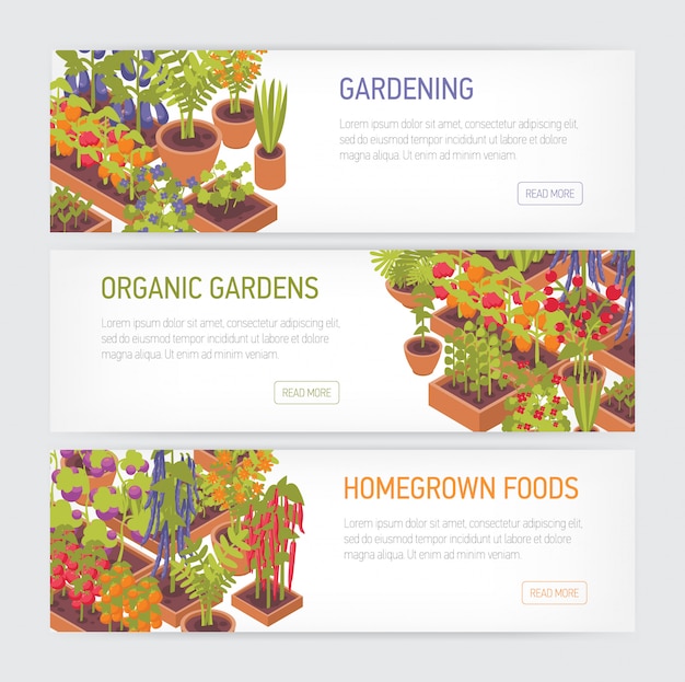 鍋やプランターで育つ植物と水平方向のwebバナーのコレクションは、白い背景上のテキストを配置します。自家製食品、家庭菜園、有機園芸。カラフルなイラスト