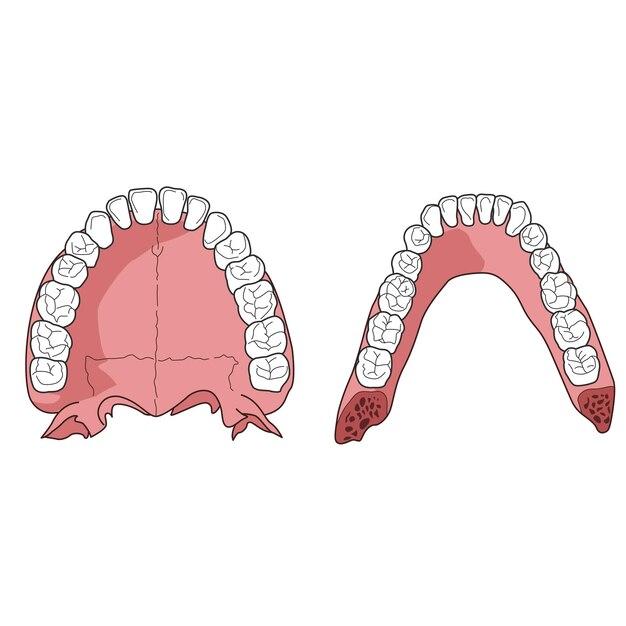 벡터 치아, 근육, 인간 장기 등의 의료 벡터 삽화 모음