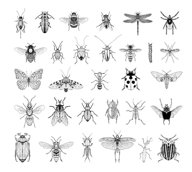 스케치 스타일의 곤충의 흑백 삽화 모음