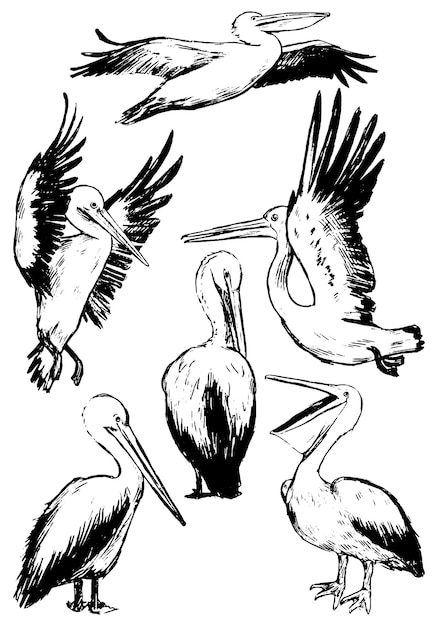 Вектор Коллекция пеликанов, изолированных на белом. реалистичные черными чернилами эскизы тропических птиц. набор рисованной векторные иллюстрации. винтажные графические элементы для дизайна, декора.
