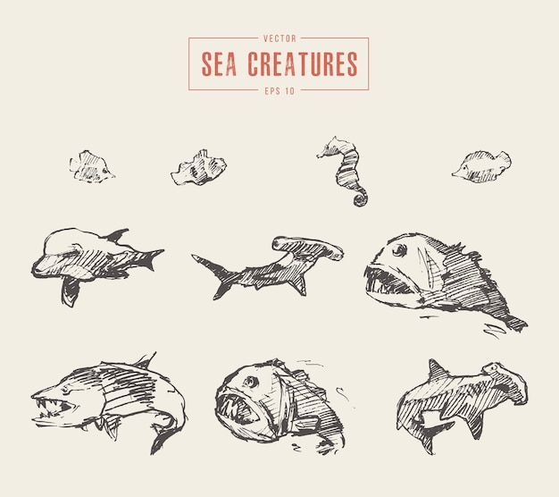 ベクトル リアルな海の生き物のコレクション、手描きの背景イラスト、スケッチ