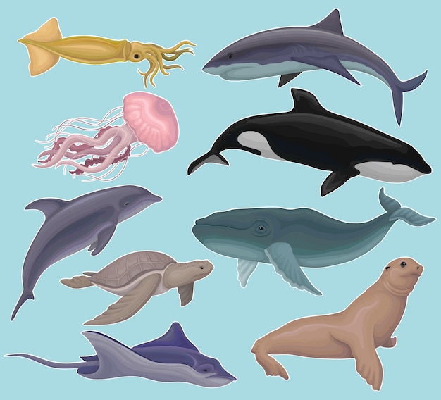 바다 동물, 해양 물고기 및 생물 오징어, 해파리, 고래 살인자, 거북이, 물고기, 가오리, 인감 일러스트