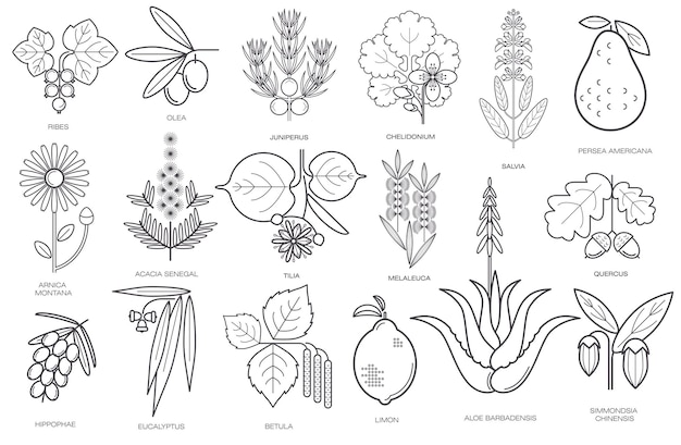 Коллекция простых изображений лекарственных растений