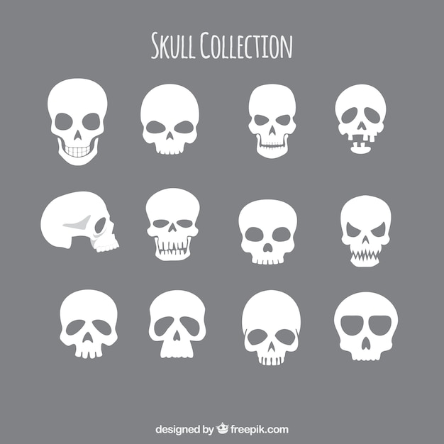 Коллекция черепов
