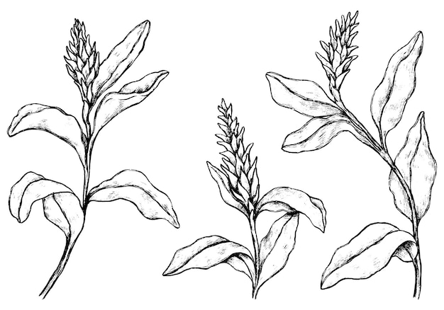 열대 식물의 컬렉션입니다. 생강 꽃 세트입니다. 빈티지 식물 스케치 흰색 절연입니다. 손으로 그린 벡터 일러스트 레이 션. 디자인, 장식에 대한 개요 요소입니다.