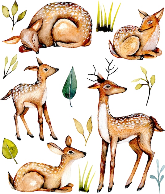 벡터 수채화 deers 및 아기 deers의 컬렉션