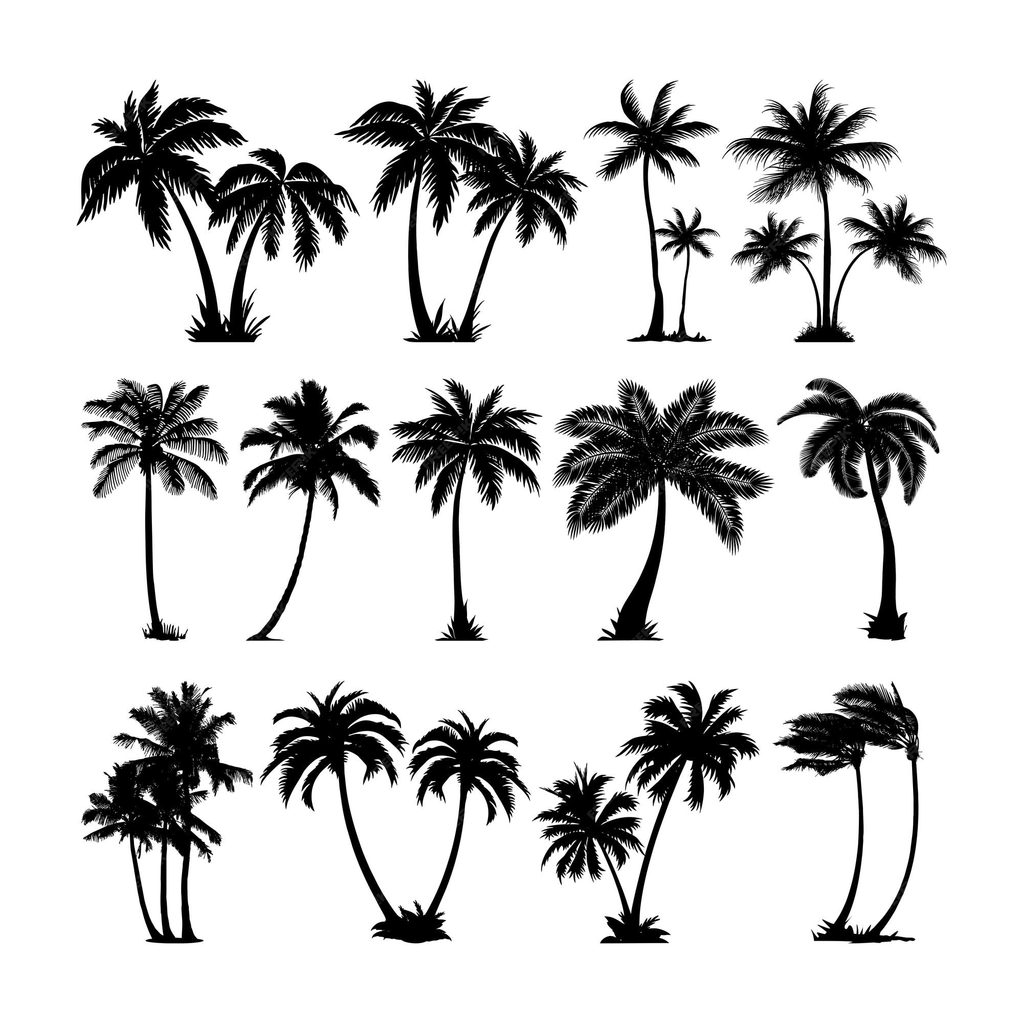 Premium Vector A Collection Of Palm Trees On A White Background premium-vector-a-collection-of-palm-trees-on-a-white-background