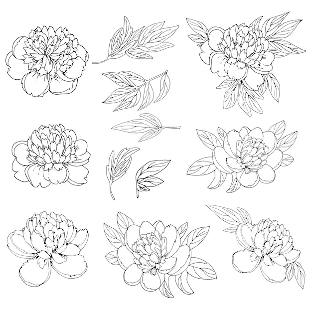 Vector a collection of peonies with leaves and flowers.