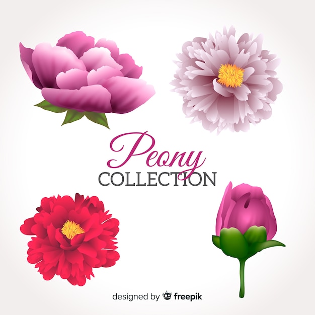 Vector collection of peony flowers