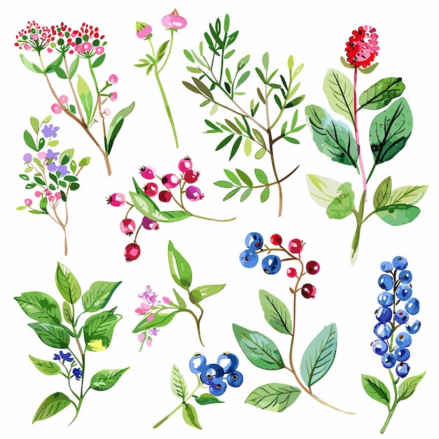 a collection of plants including berries berries and flowers