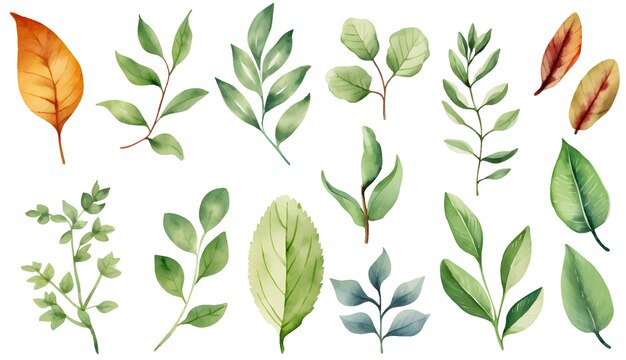 Vector a collection of plants and plants from the collection
