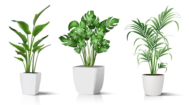 Vector collection of potted plants for the interior isolated on white