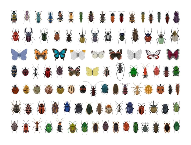 リアルな色とりどりの昆虫のコレクション。