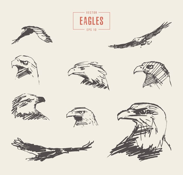 Vector collection of realistic eagles, hand drawn vector illustration, sketch