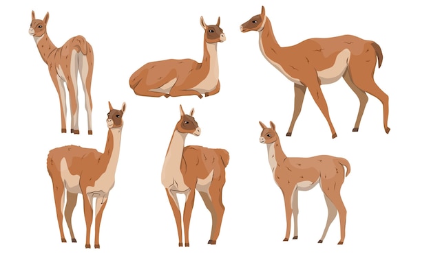 Collection of realistic male female and young guanacos Lama guanicoe