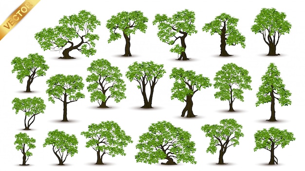 Collection  Realistic  Trees Isolated on White Background