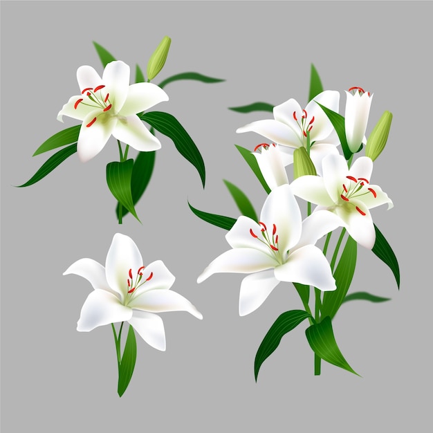 Collection of realistic white flowers