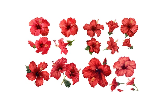 Vector collection of red hibiscus flowers isolatedu vector illustration design