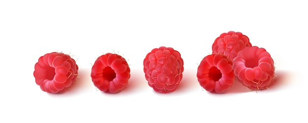 Vector collection of ripe raspberries isolated on a white background