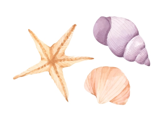 Collection of seashells Watercolor illustration