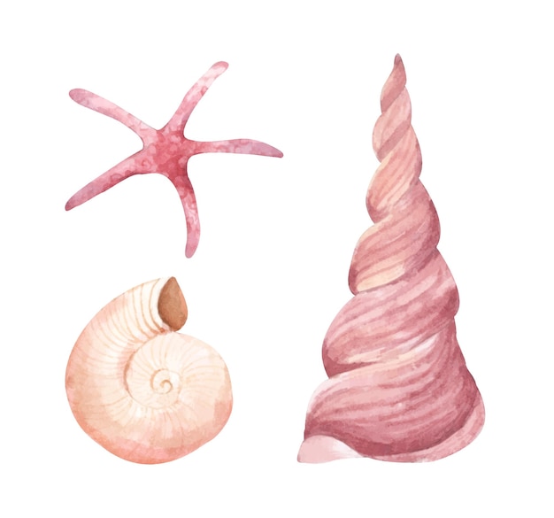 Collection of seashells Watercolor illustration