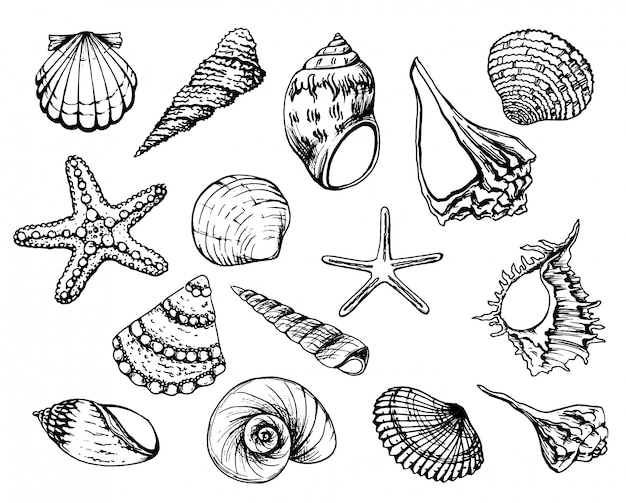 Vector collection of seashells.