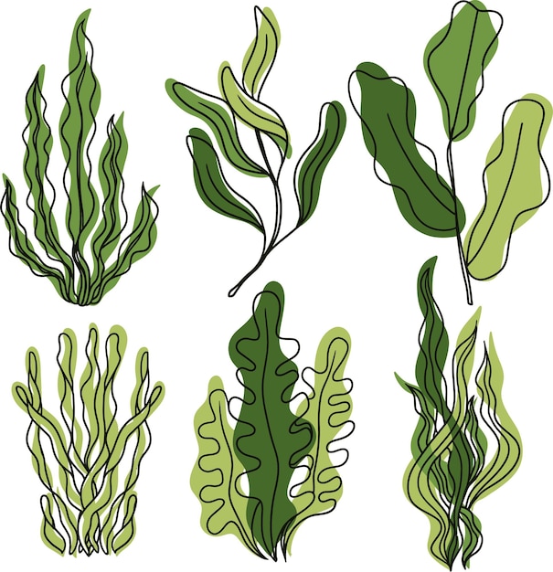 海藻の集まり - 海藻やその他の植物を含む