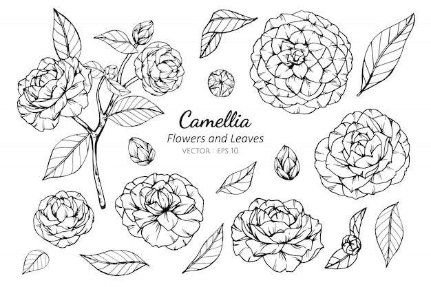 Collection set of camellia flower and leaves drawing illustration.