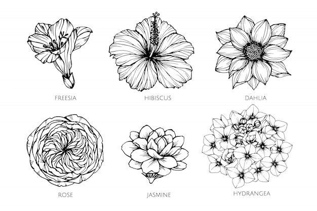 Collection set of flower drawing illustration.