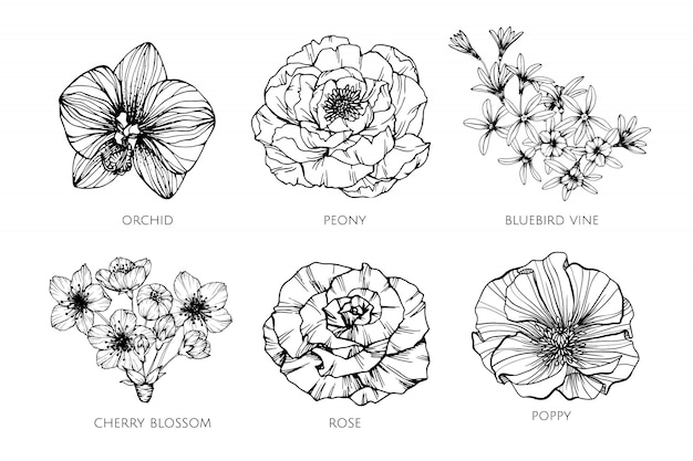 Collection set of flower drawing illustration.