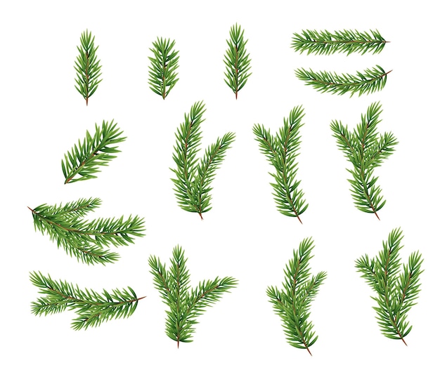 Collection Set of Realistic Fir Branches for Christmas Tree, Pine. Vector Illustration EPS10