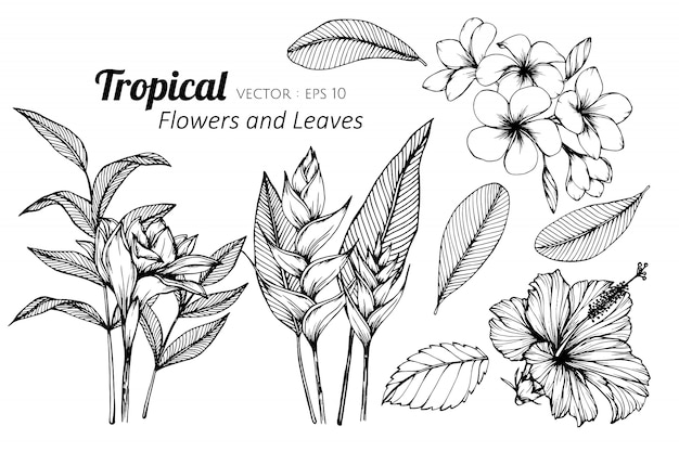 Vector collection set of tropical flower and leaves drawing illustration.