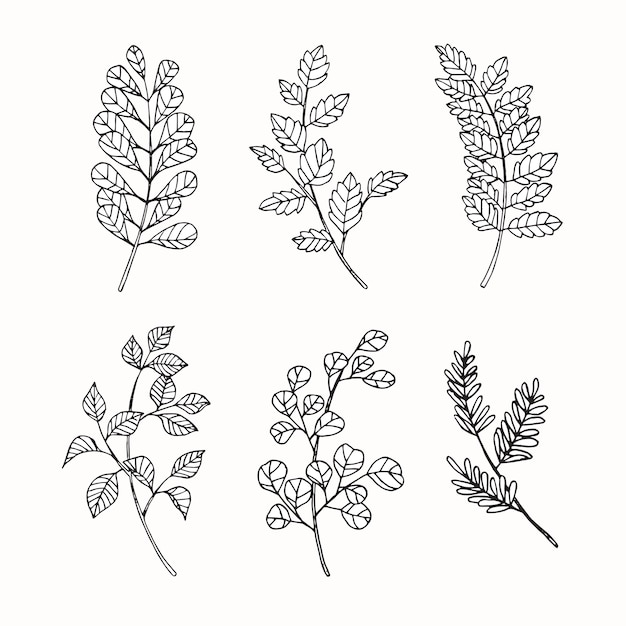 Collection set of Tropical leaves drawing illustration