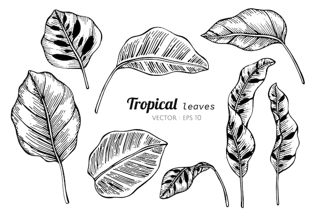 Collection set of tropical leaves drawing illustration