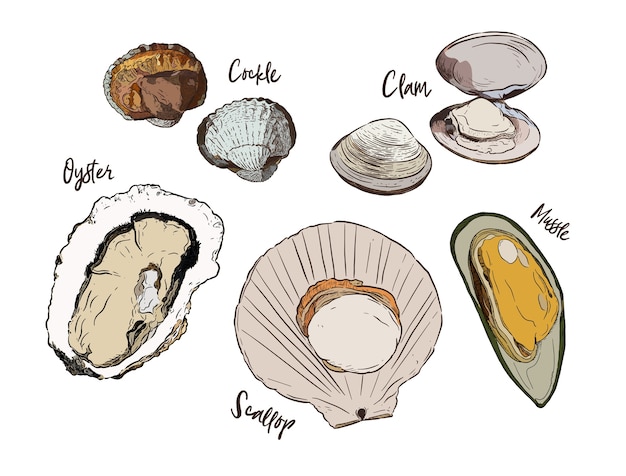 Vector collection of shell, hand draw sketch vector. seafood set.