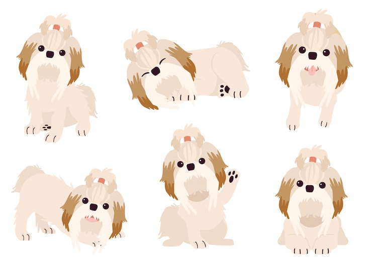 Vector 평면 벡터 스타일로 많은 행동에 shihtzu 개 컬렉션. 개 세트 보스턴 테리어에 대한 그래픽 리소스