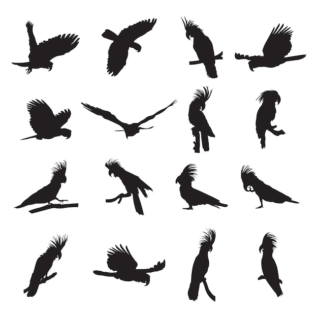 Collection of silhouettes of black palm cockatoo
