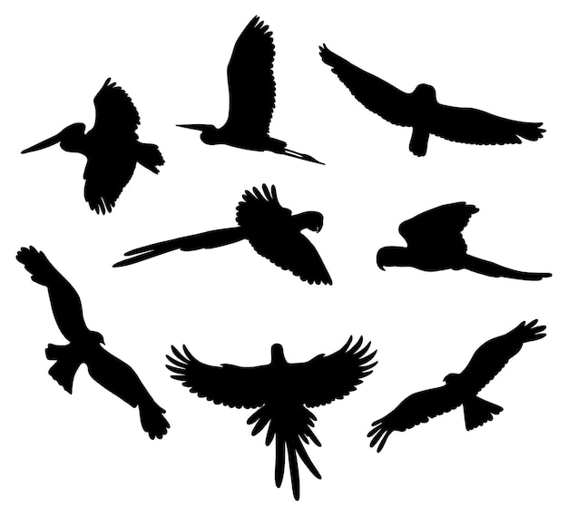 Collection silhouettes flying birds Beautiful tropical feathered parrots pelican macaw raven owl